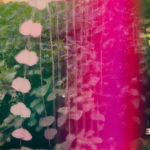 LP Heartstrings