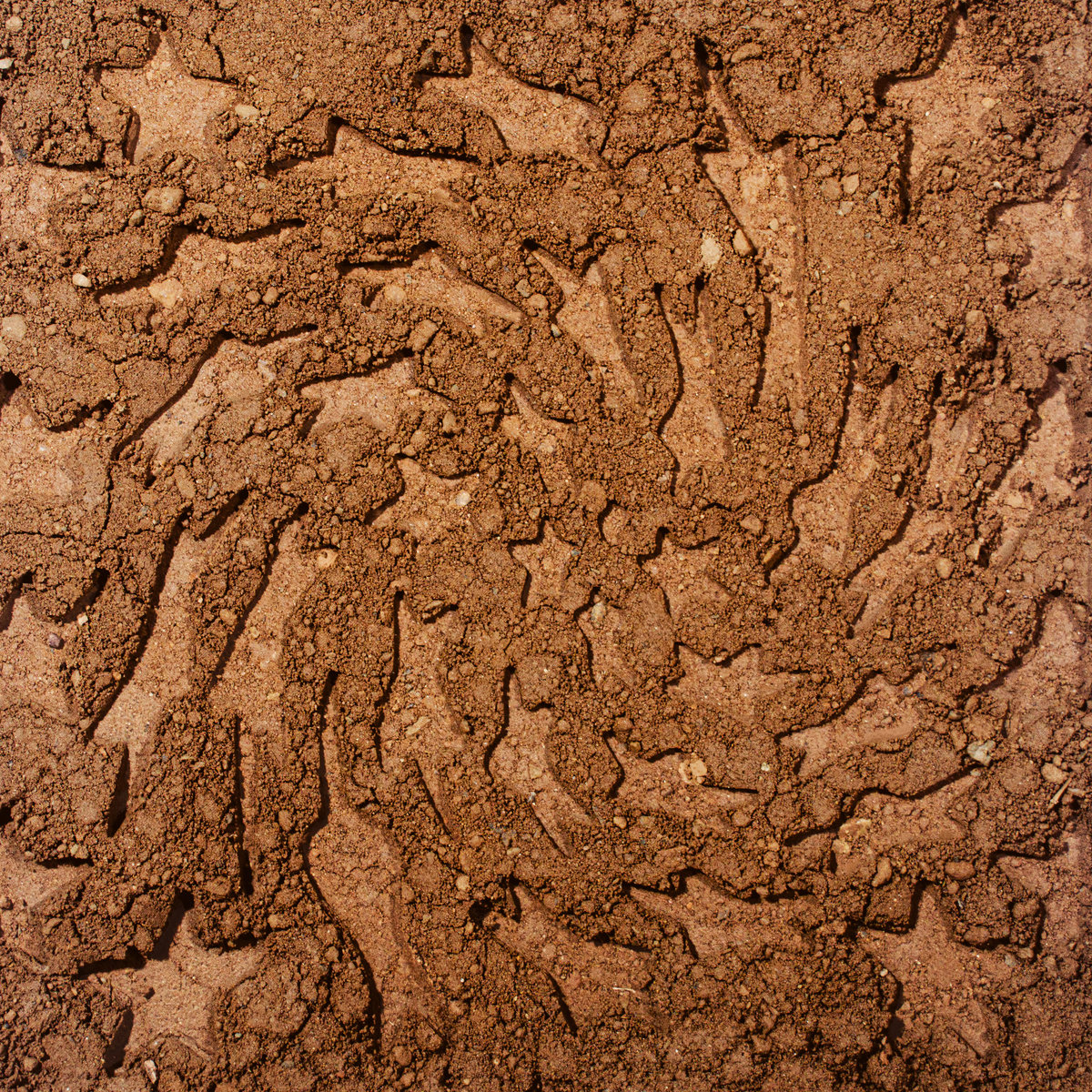 LP Unerthed- Hole Erth Unplugged