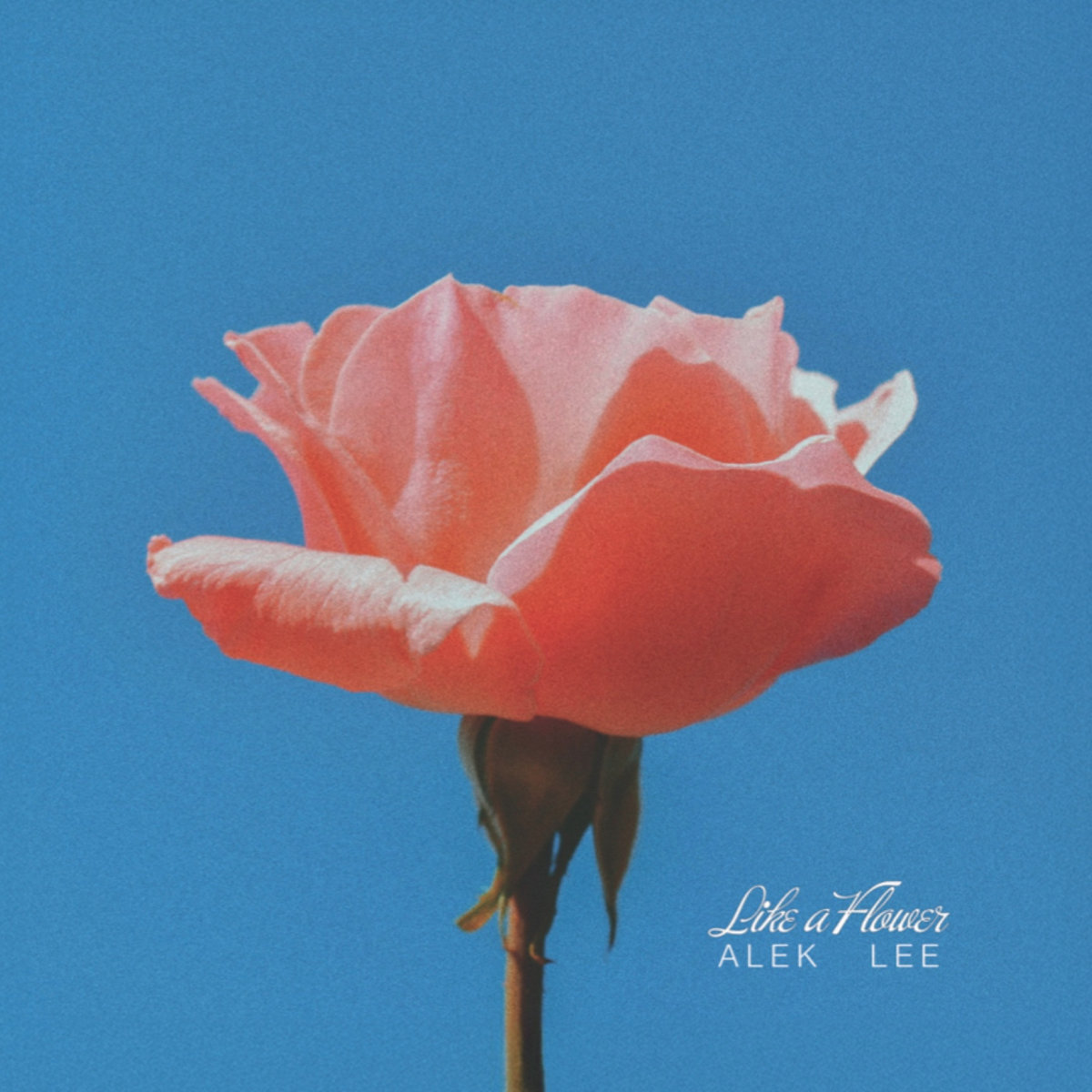 LP Like A Flower